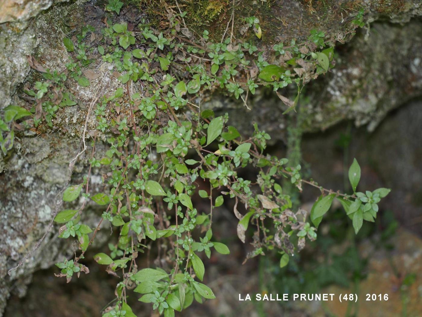 Pellitory-of-the-Wall plant